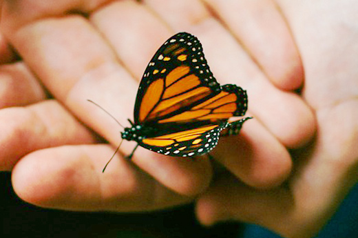 Fotografía en primer plano de unas manos sosteniendo una mariposa.